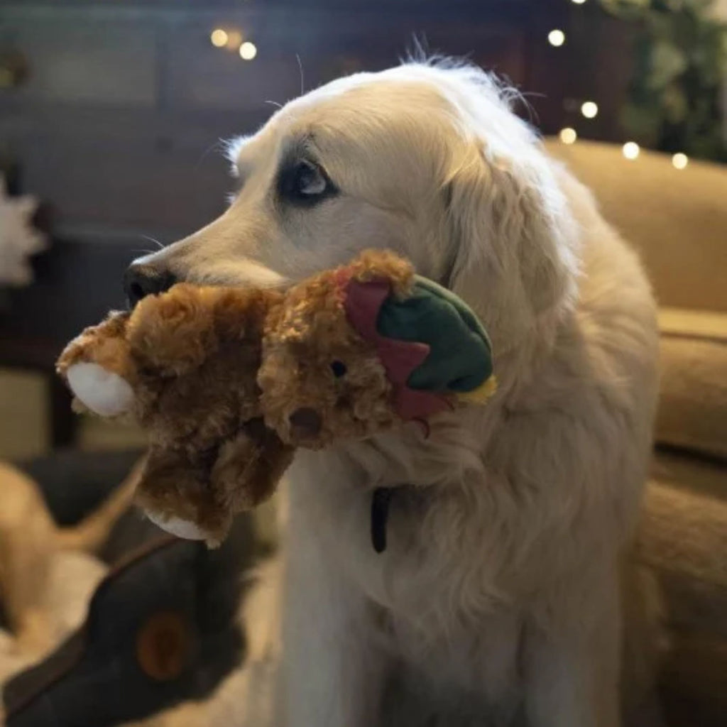 Petface Carley Curly Teddy with Elf Hat Christmas Dog Toy