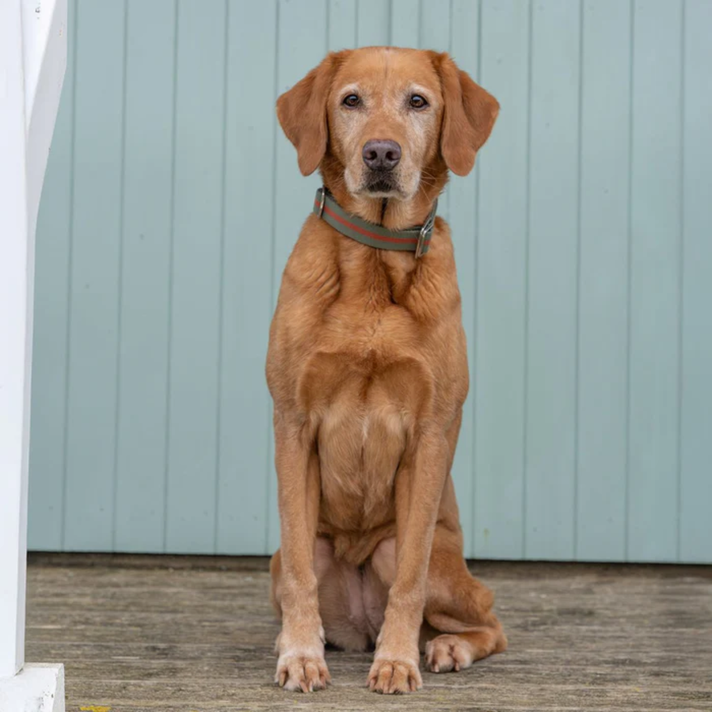 Ruff & Tumble All-Terrain Collar - Khaki/Chestnut