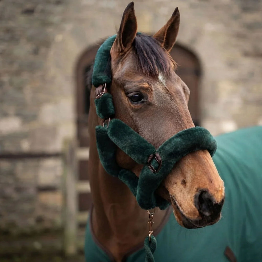 Cameo Deluxe Headcollar - Evergreen