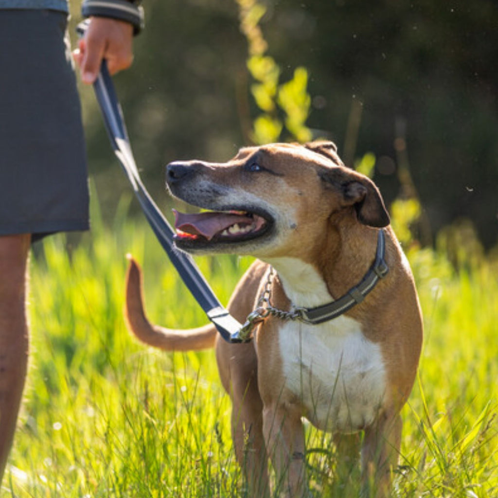Ruffwear Chain Reaction Collar - Basalt Grey