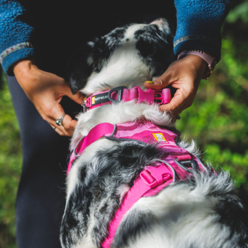 Ruffwear Front Range Collar - Pink Rose