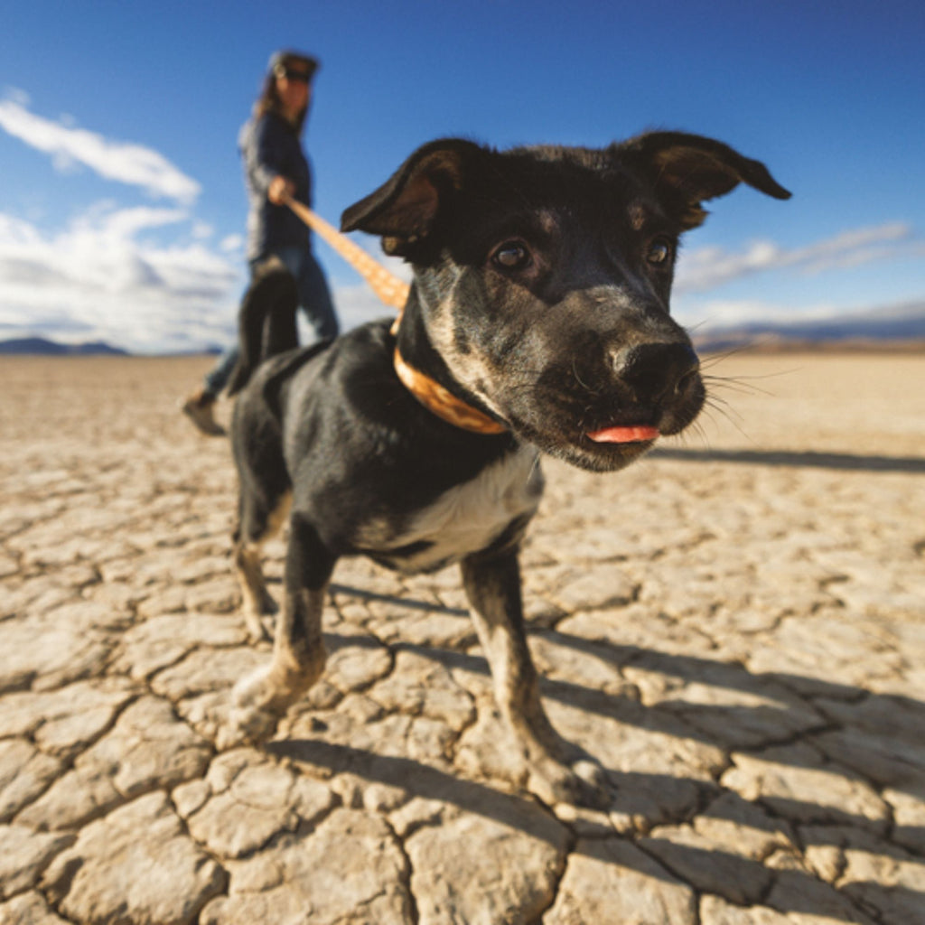 Ruffwear Crag Hands-Free Leash - Desert Spice