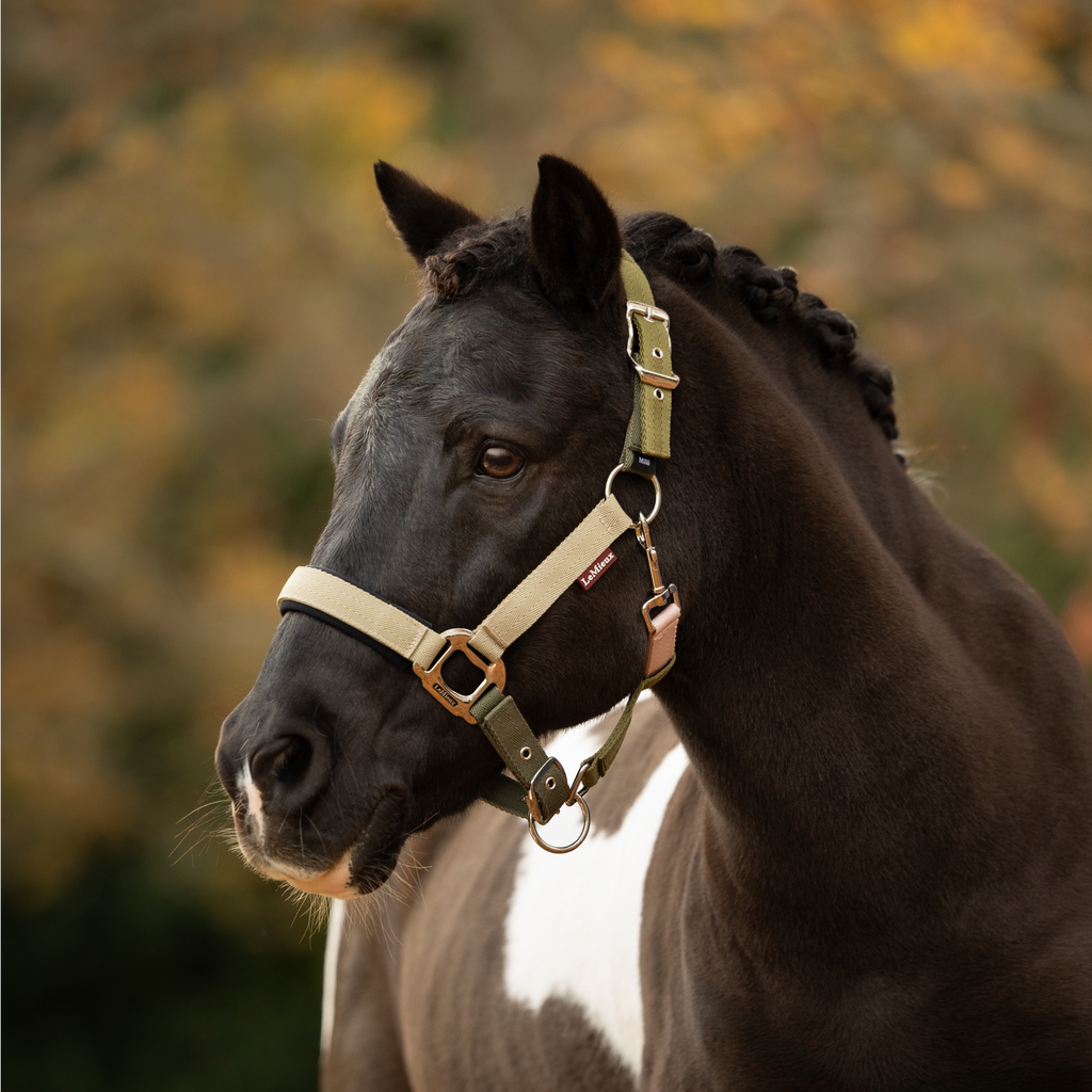 LeMieux Medley Headcollar - Gooseberry/Pear/Petal