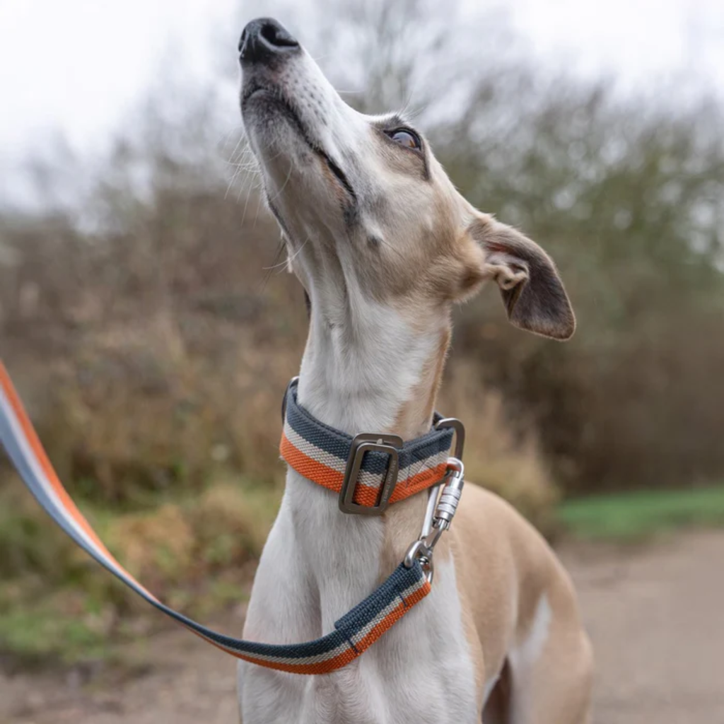 Ruff & Tumble All-Terrain Collar - Navy/Amber