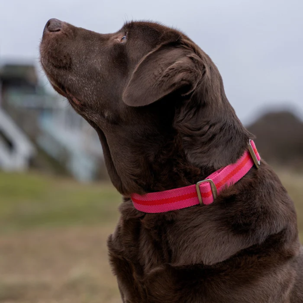 Ruff & Tumble All-Terrain Collar - Fuschia/Scarlett