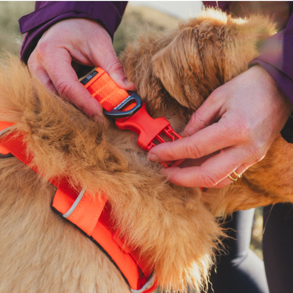 Ruffwear Front Range Collar - Blaze Orange