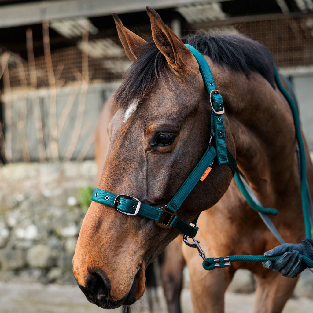 Cameo Suede Padded Headcollar - Evergreen