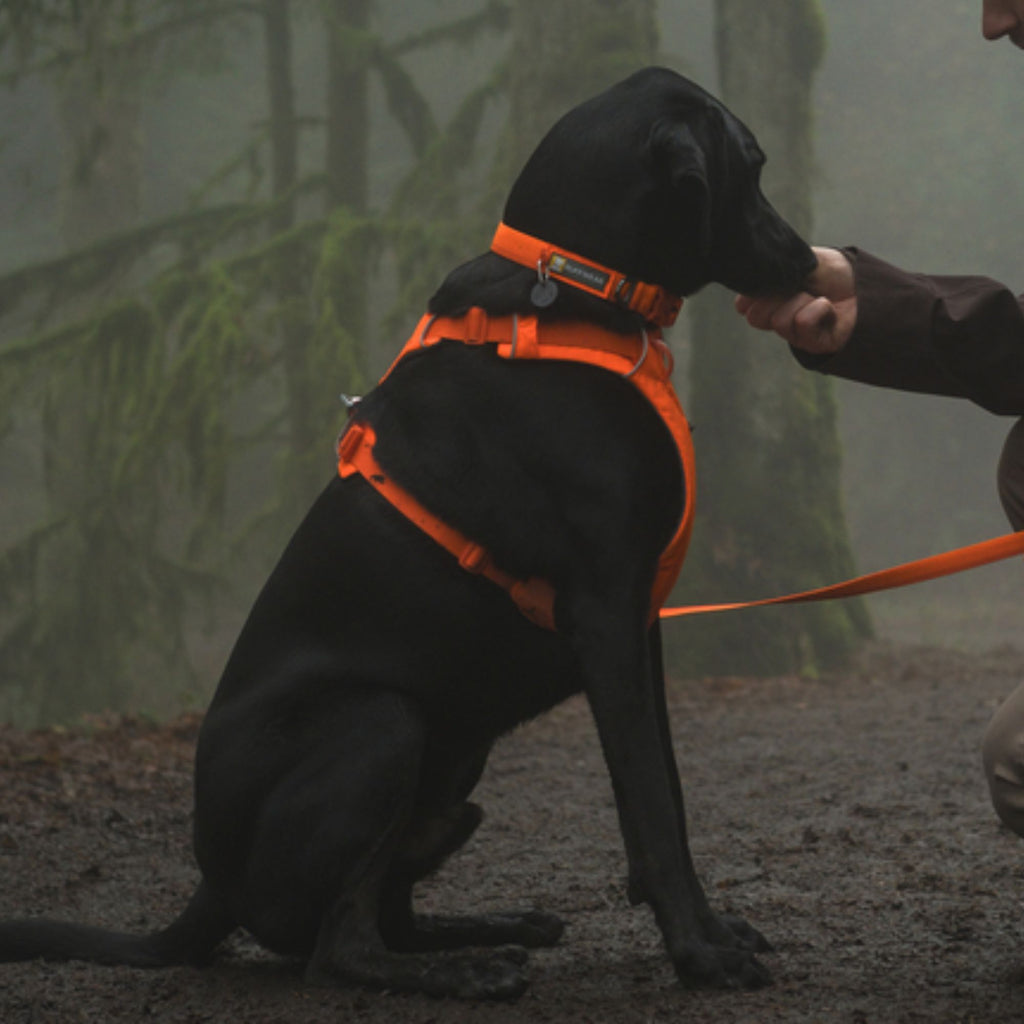 Ruffwear Front Range Harness - Blaze Orange
