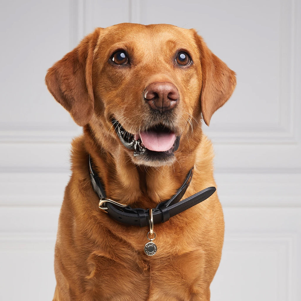 Holland Cooper Classic Dog Collar - Black/Leopard