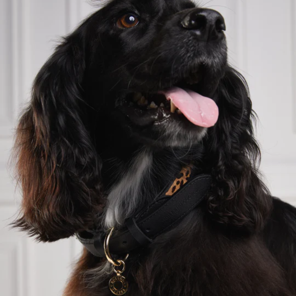Holland Cooper Classic Dog Collar - Black/Leopard