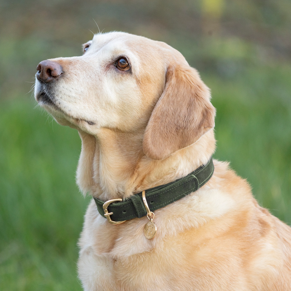 Benji & Flo Noble Suede Dog Collar - - Green/Gold
