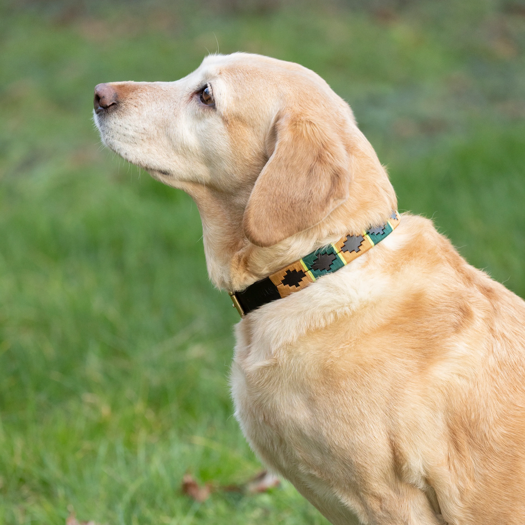Benji & Flo Sublime Polo Leather Dog Collar - Green & Gold