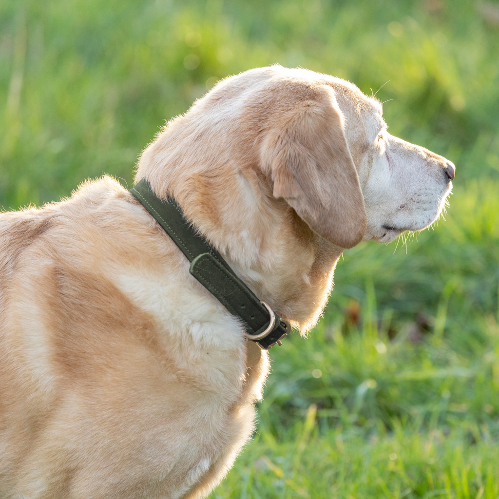 Benji & Flo Noble Suede Dog Collar - - Green/Gold
