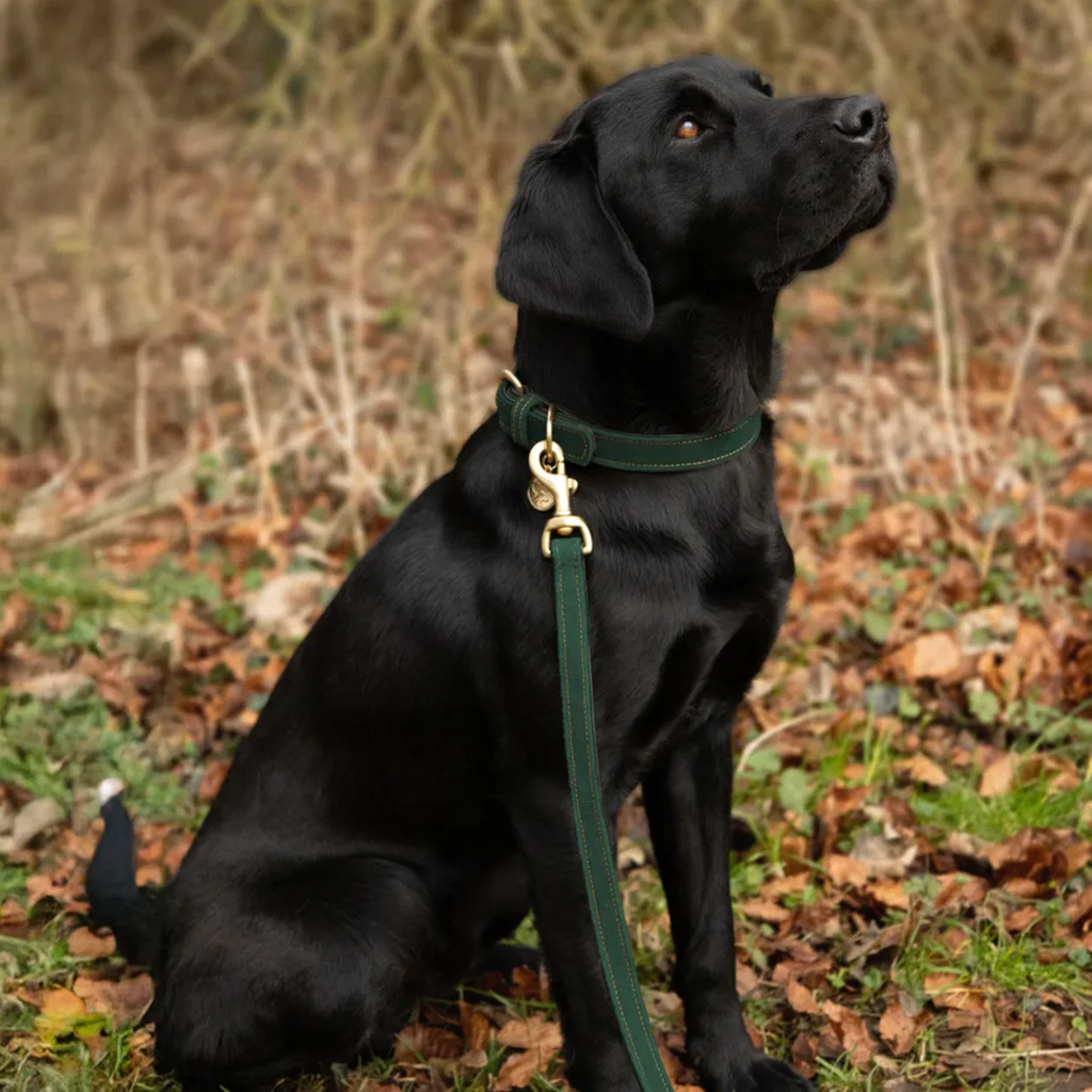 Benji & Flo Noble Suede Dog Lead - Green & Gold 18 inch 20cm