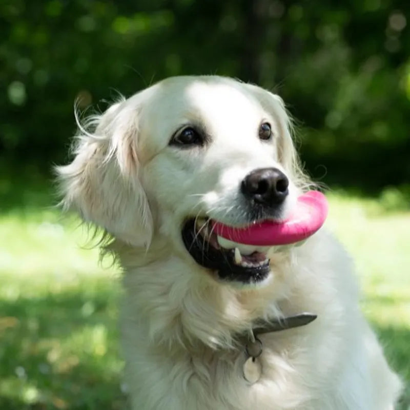 Petface Pearly White the Teeth Latex Dog Toy