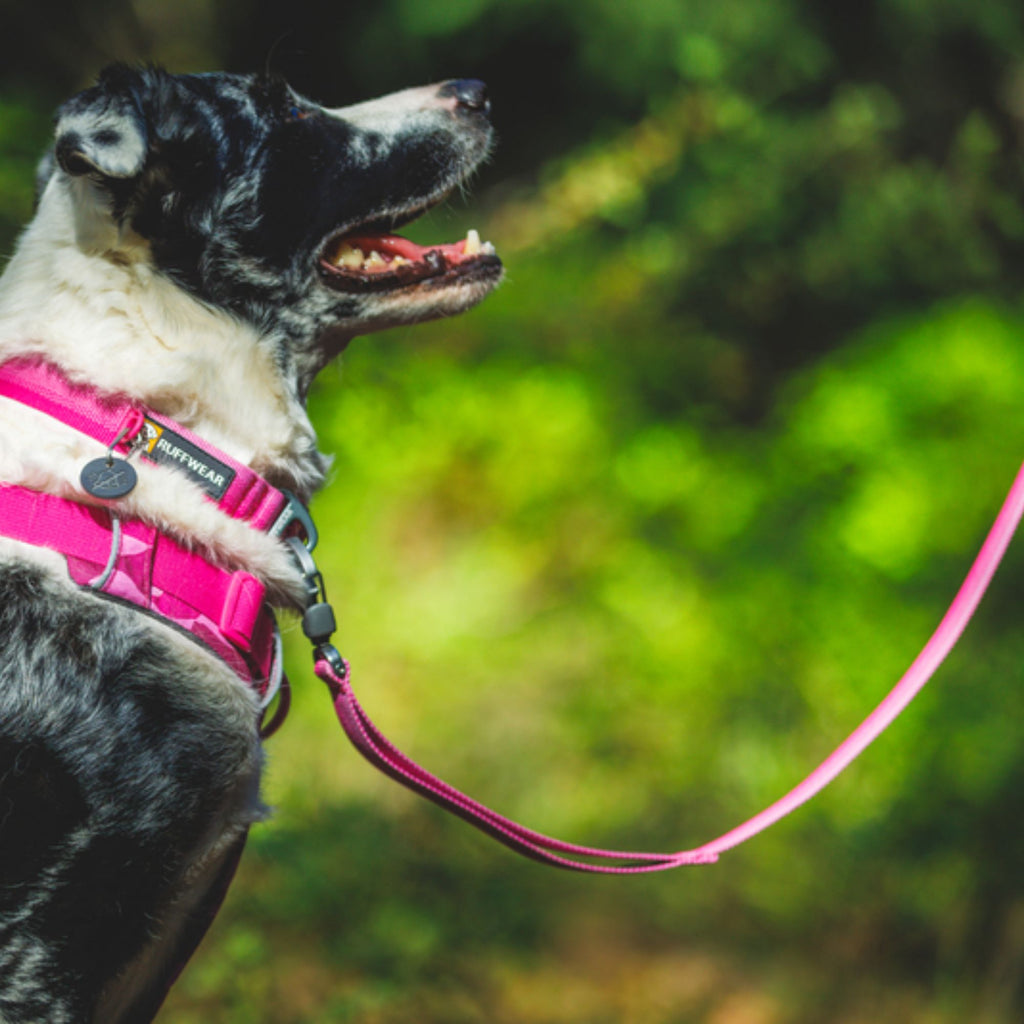 Ruffwear Front Range Lead - Pink Rose