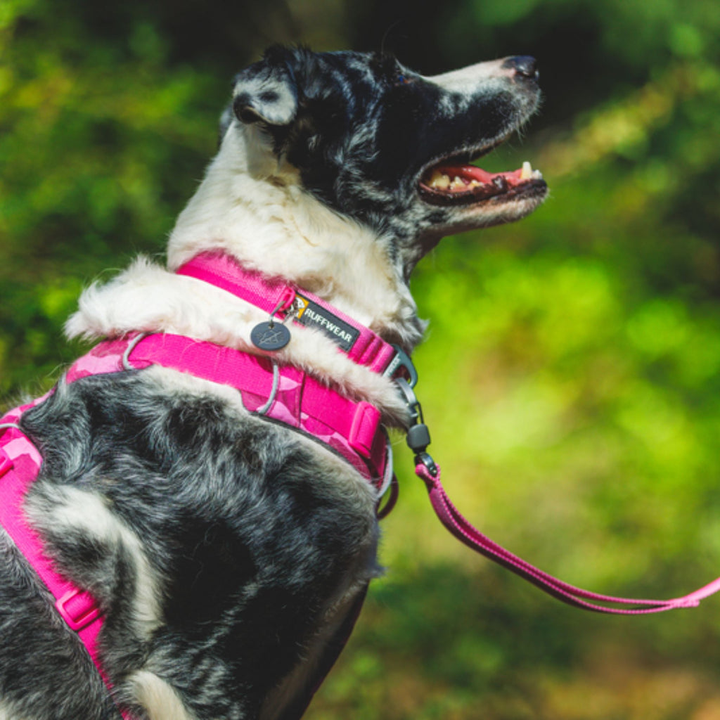 Ruffwear Front Range Collar - Pink Rose