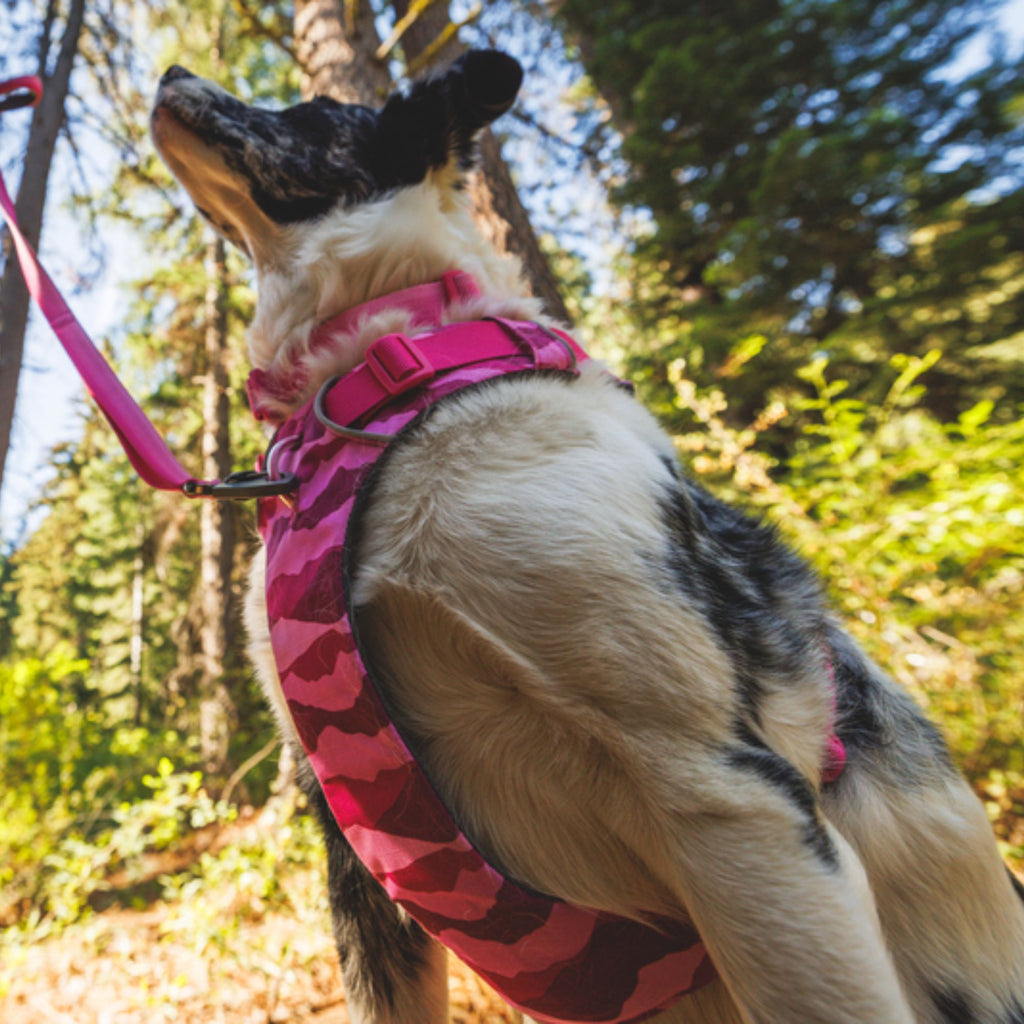 Ruffwear Front Range Harness - Pink Mountains