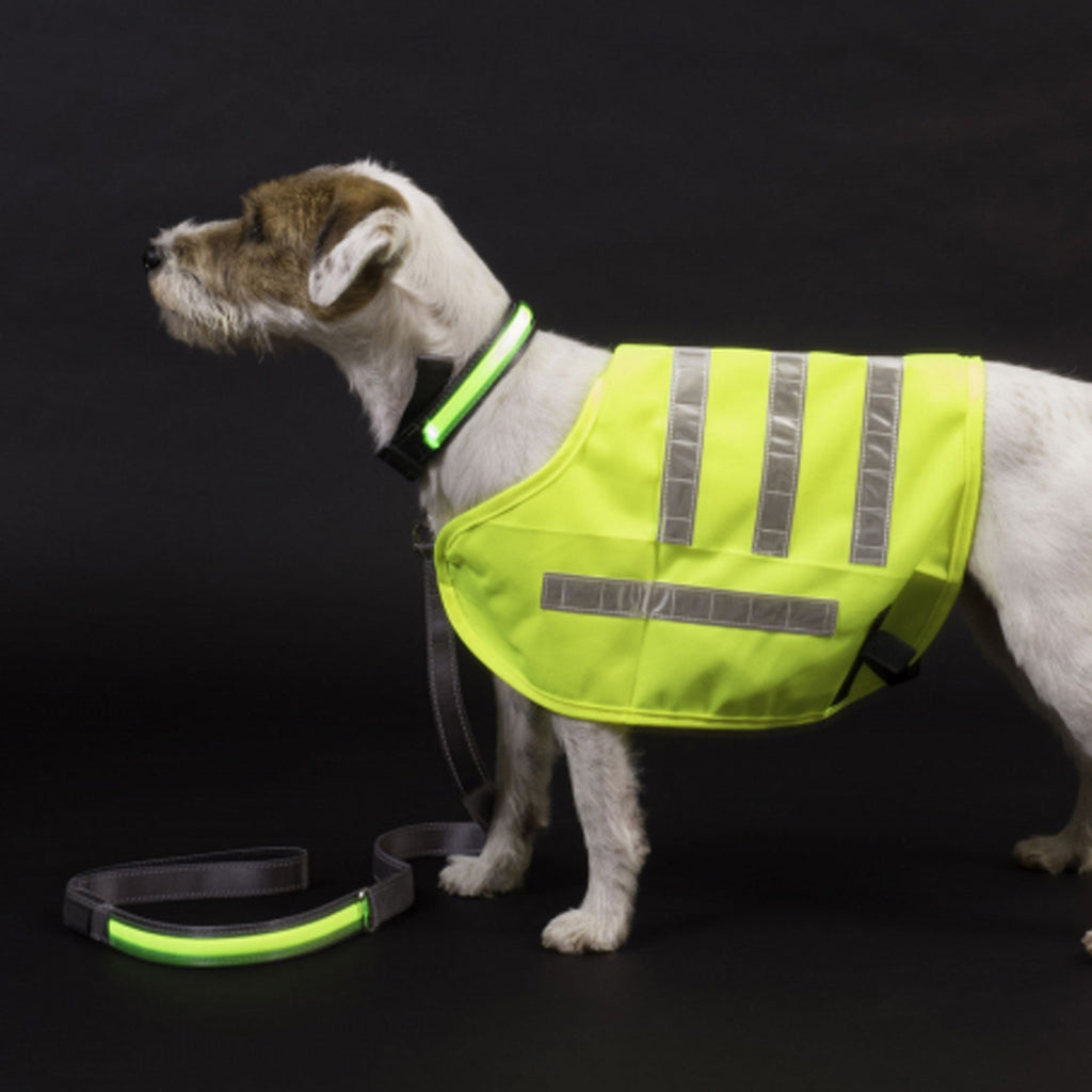 Petface Reflective Flashing Lead - Yellow