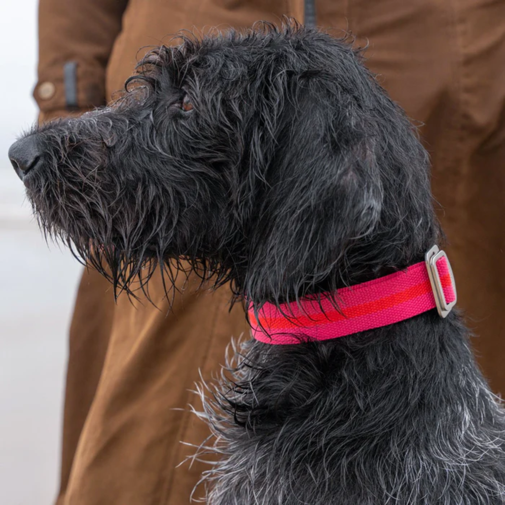 Ruff & Tumble All-Terrain Collar - Fuschia/Scarlett