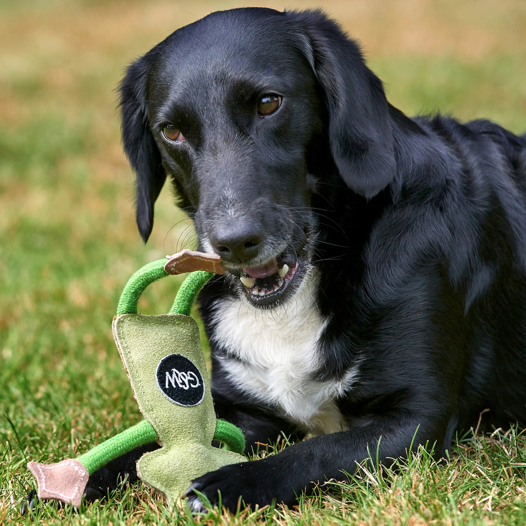 Green and Wilds Framcois Le Frog Dog Toy
