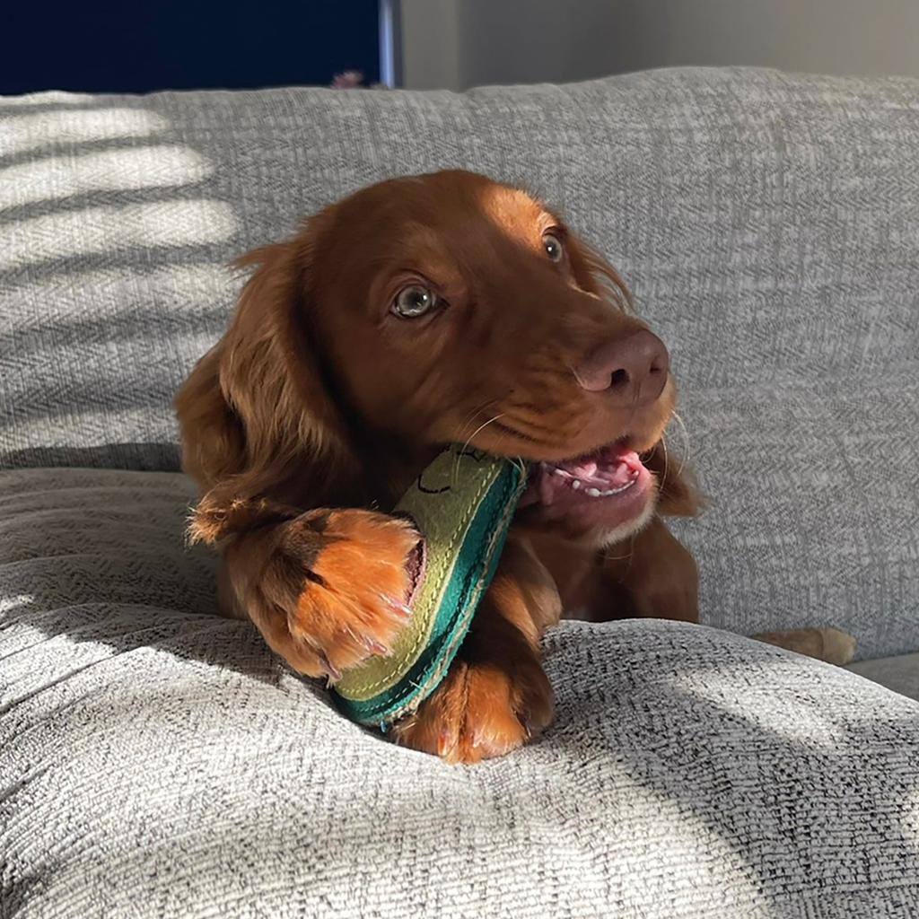 Green and Wilds Audrey The Avocado Dog Toy