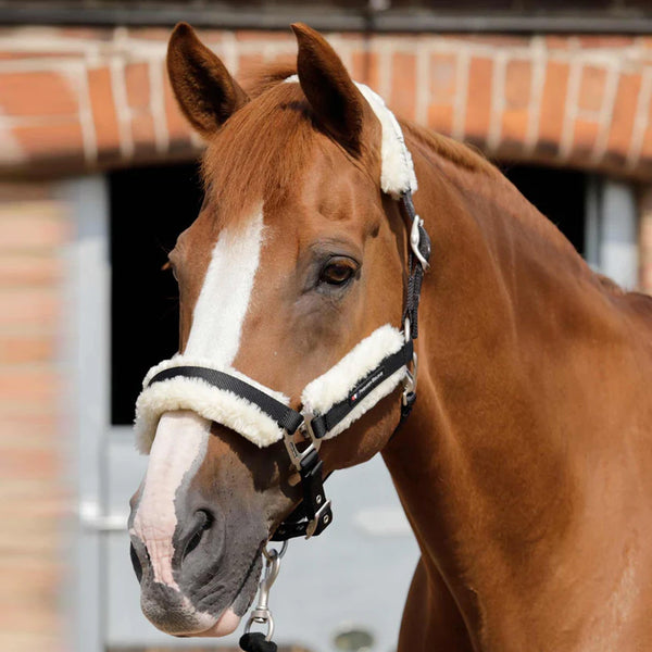 Premier Equine Techno Wool Lined Head Collar - Black