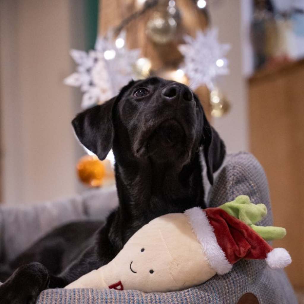 Petface Peter Parsnip Plush Christmas Dog Toy