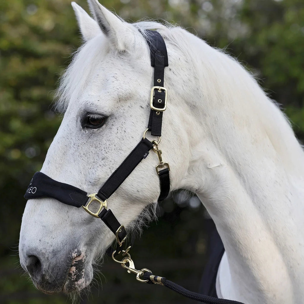 Cameo Suede Elite Headcollar & Leadrope - Black
