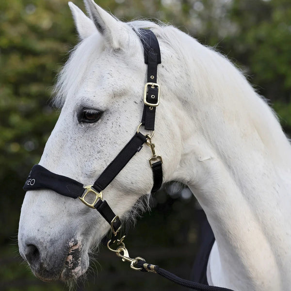 Cameo Suede Elite Headcollar & Leadrope - Black