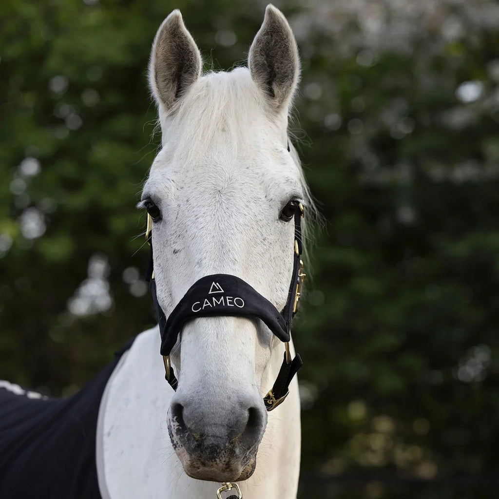 Cameo Suede Elite Headcollar & Leadrope - Black