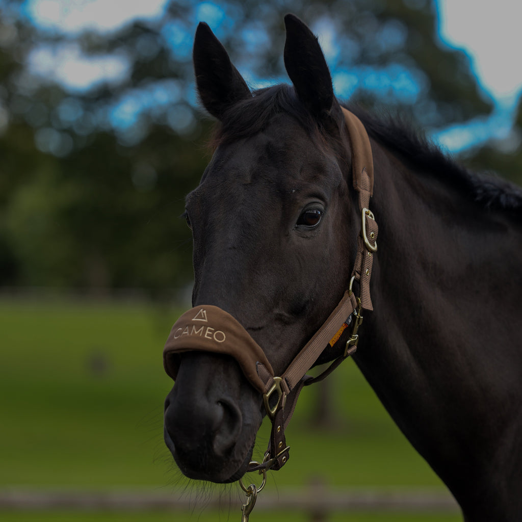 Cameo Suede Elite Headcollar & Leadrope - Mocha