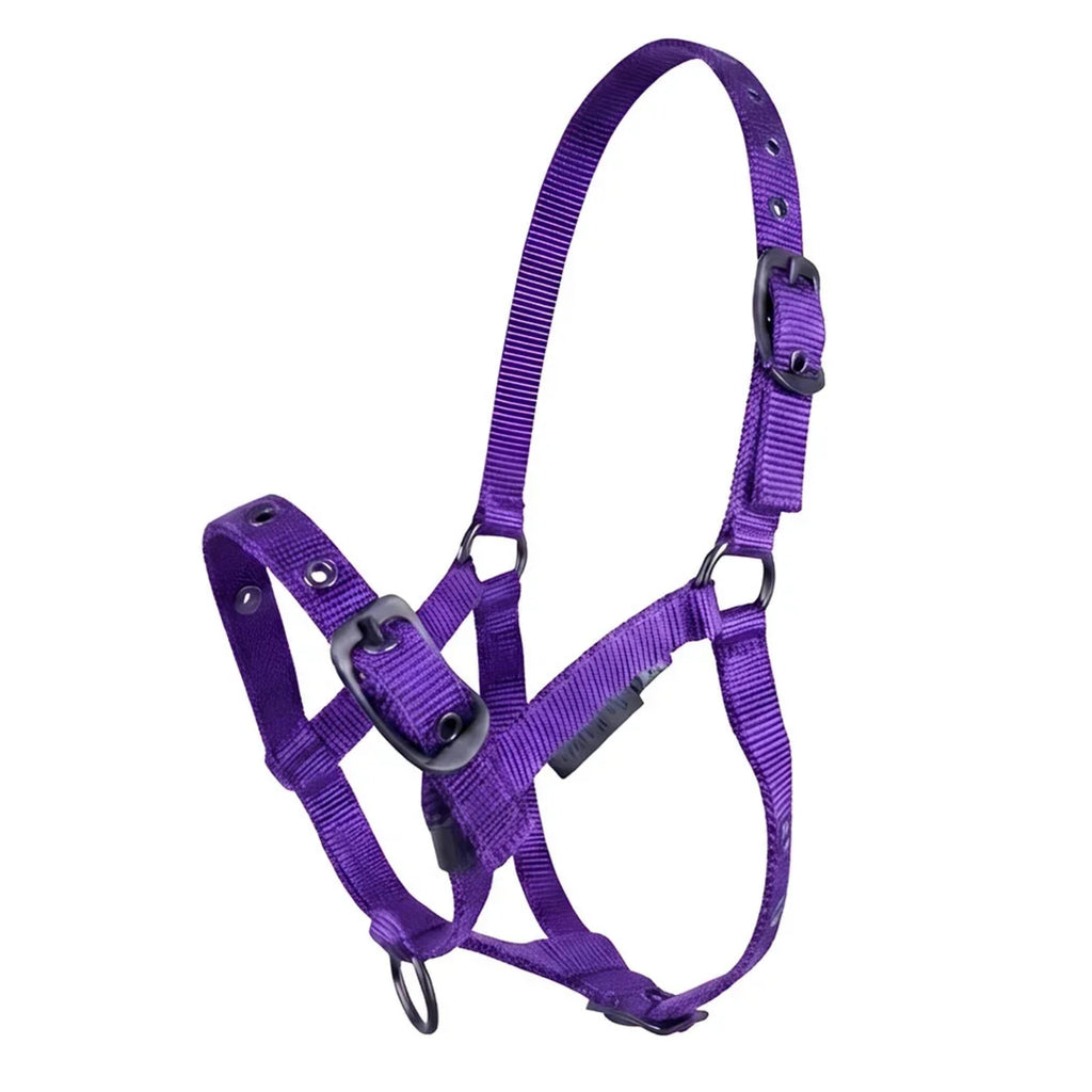 Cameo Foal Headcollar - Purple
