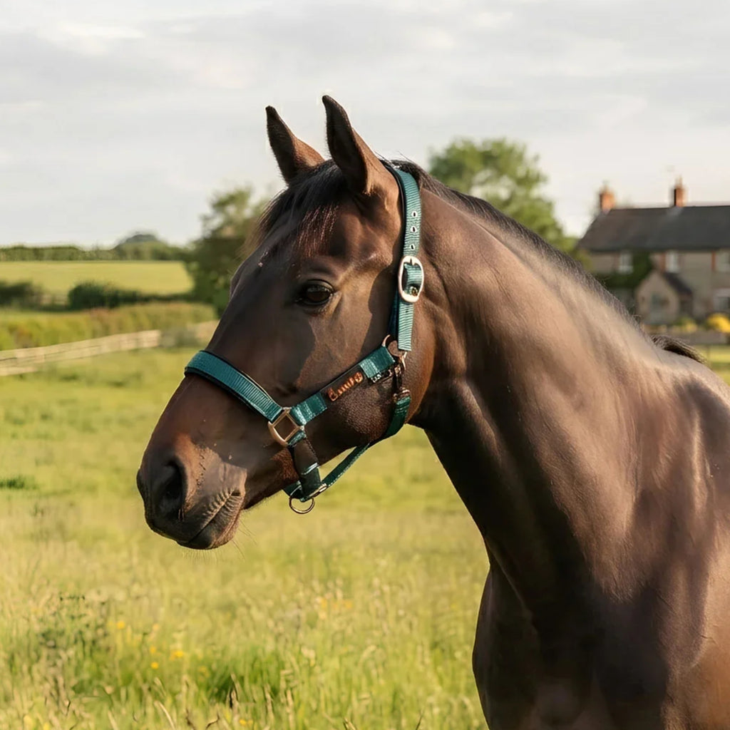 Cameo Fieldsafe Headcollar - Evergreen