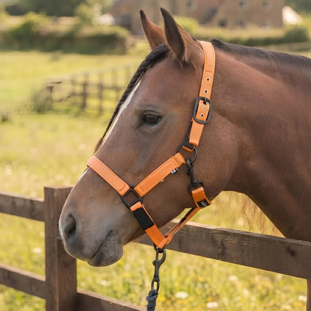 Cameo Fieldsafe Headcollar - Orange