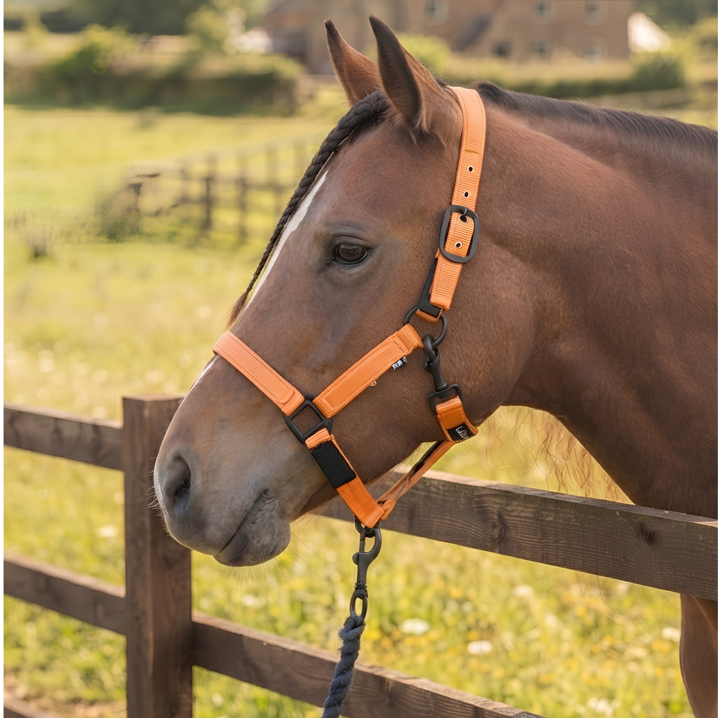 Cameo Fieldsafe Headcollar - Orange Reflective