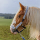 Cath Kidston Blue Strawberry Headcollar & Leadrope Set