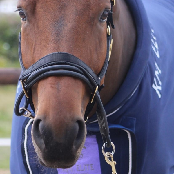 KM Elite Ezyloader Headcollar Adaptor