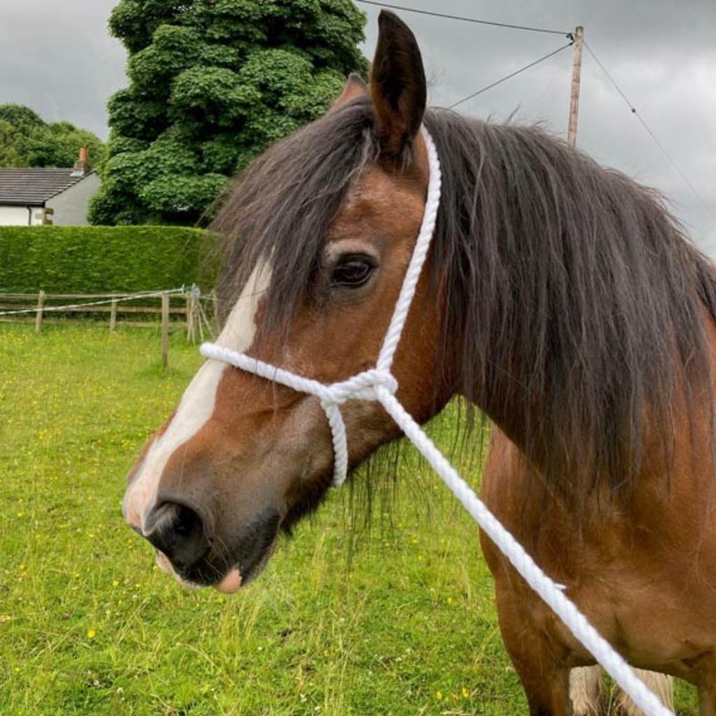 Elico White Rope Halter