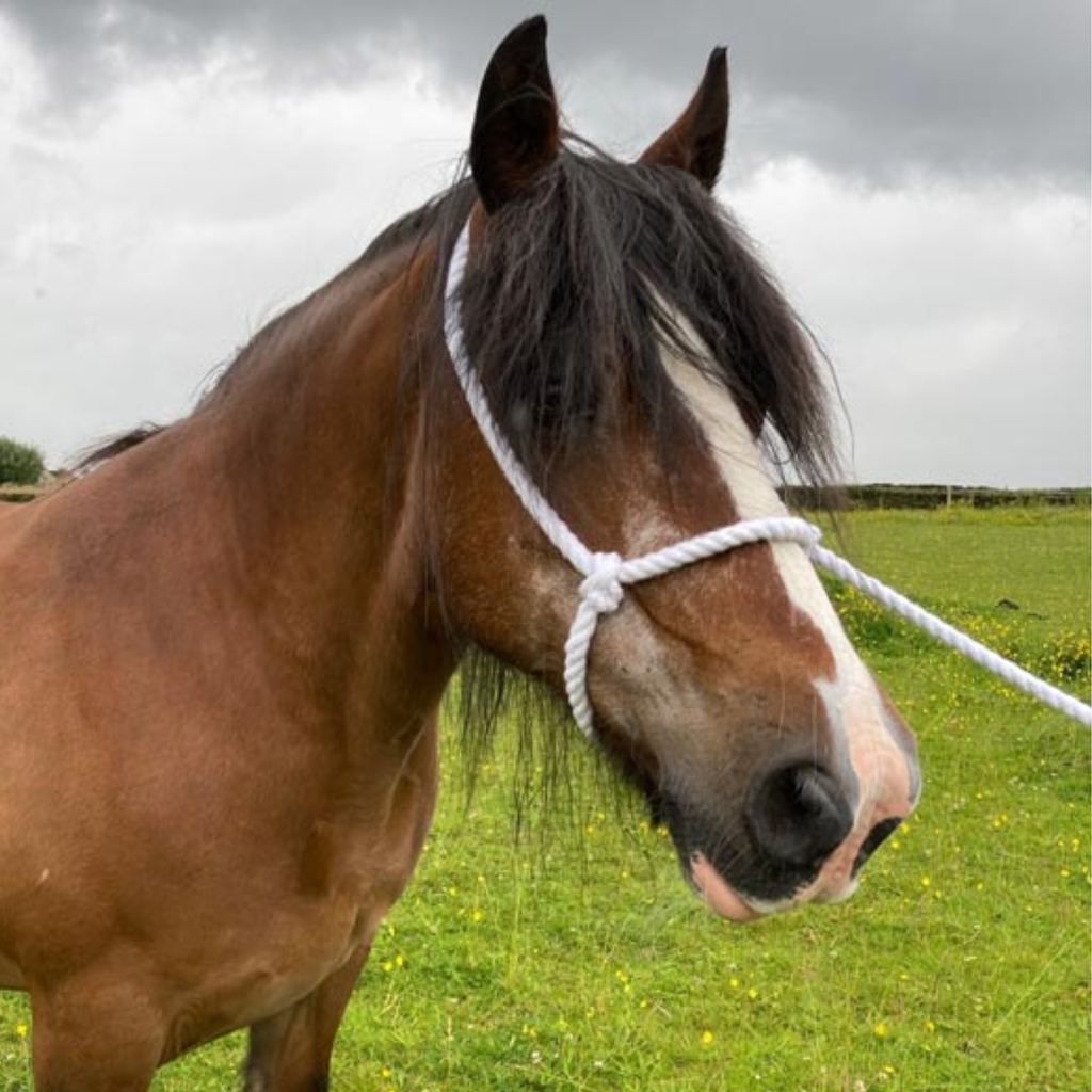Elico White Rope Halter