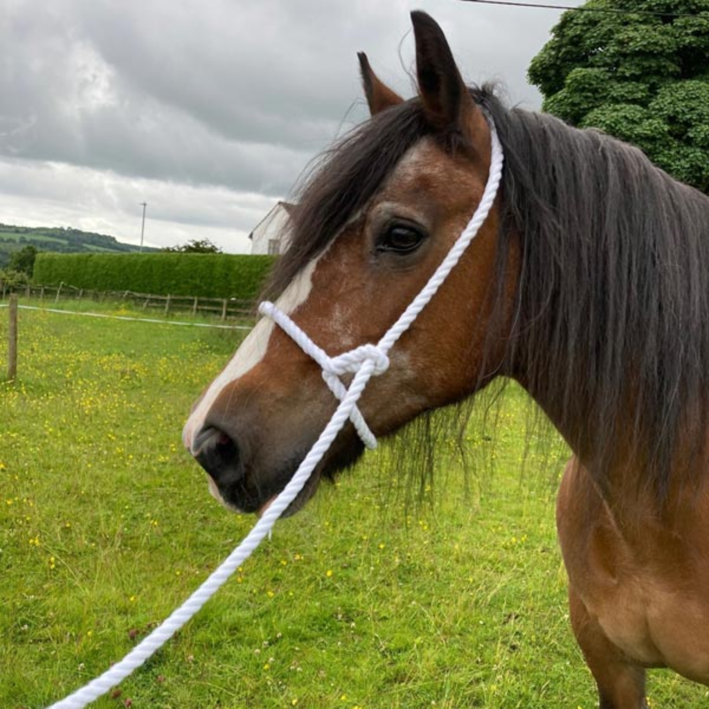 Elico White Rope Halter