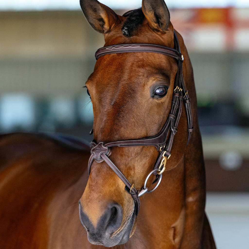 LeMieux Kudos Grackle Work Bridle - Brown