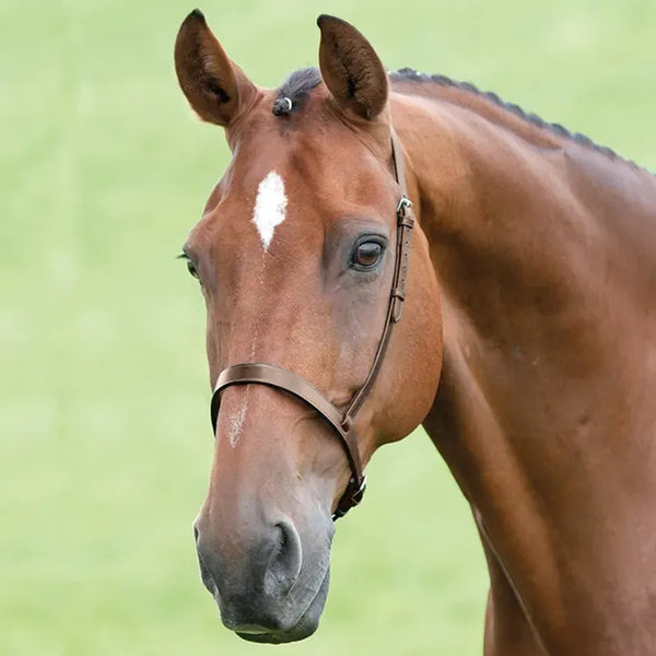 Shires Blenheim Cavesson Noseband - Brown