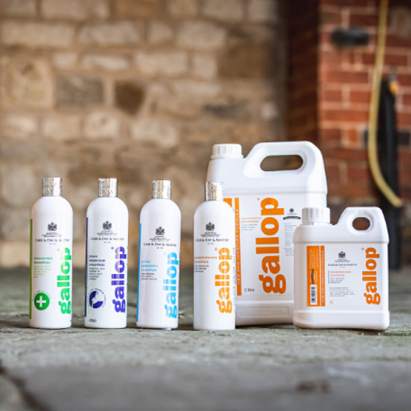 Carr Day Martin Gallop Conditioning Shampoo