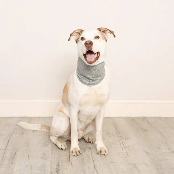 Dog Cooling Bandana