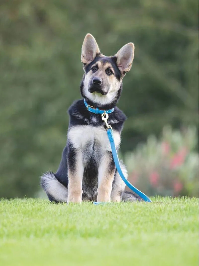 Digby and Fox Padded Leather Dog Lead - Scarlett