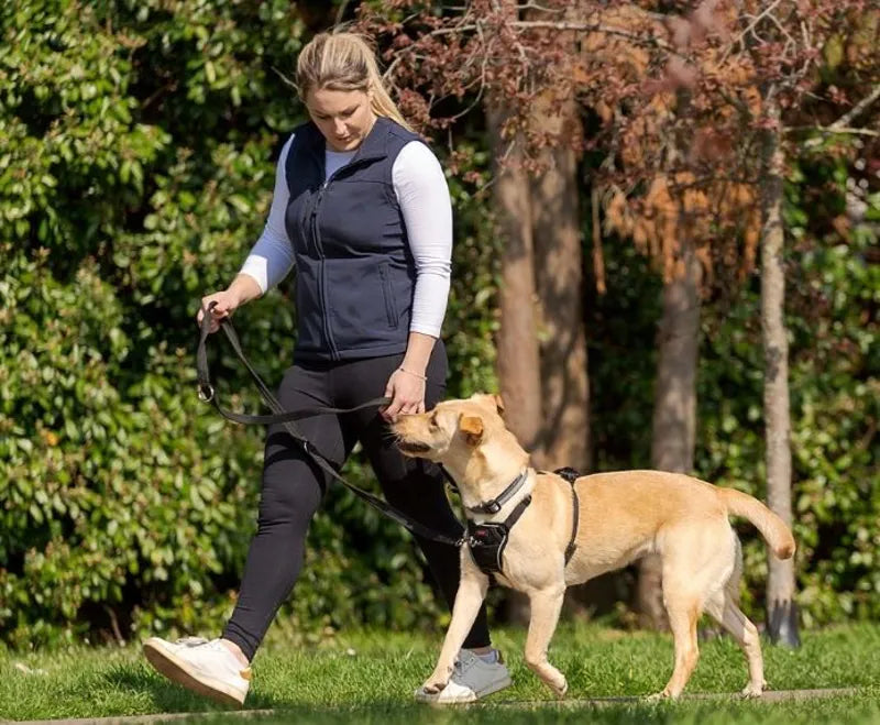 Halti No Pull Harness - Black