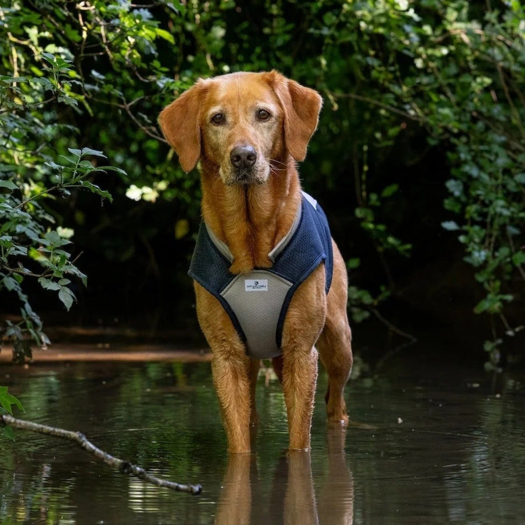 Ruff & Tumble Dog Cooling Coat - Blue