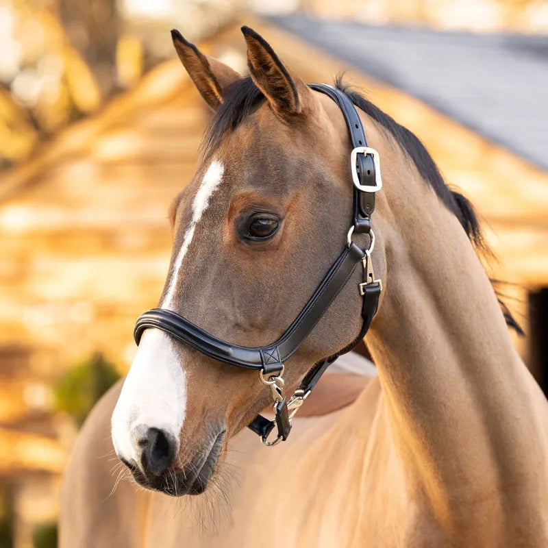 LeMieux Leather Grooming Headcollar - Black