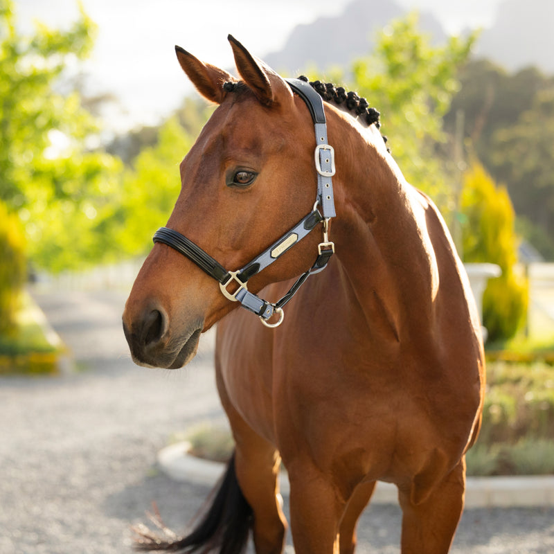 LeMieux Capella Headcollar - Powder Blue